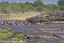 Wildebeest {Connochaetes taurinus} on migration   crossing the Mara River, Marabou storks waiting to scavenge, Maaai Mara Reserve, Kenya