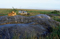 Warden in jeep observing Lioness and cub {Panthera leo} resting on kopje rock, Serengeti NP, Tanzania 2006