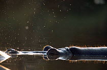 Submerged Hippopotamus blowing {Hippopotamus amphibius} Serengeti NP, Tanzania