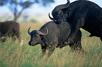 Cape buffalo {Synerus cafer cafer} about to mate, Serengeti NP, Tanzania