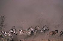 Herd of Common Zebra {Equus quagga} running with Wildebeest calf {Connochaetes taurinus}, action kicking up dust clouds, Serengeti NP, Tanzania