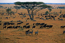 Wildebeest herd on migration {Connochaetes taurinus} with Common zebra {Equus quagga} Serengeti NP, Tanzania