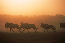 Wildebeest running at sunset {Connochaetes taurinus} herd on migration, Serengeti NP, Tanzania