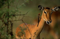 Impala {Aepyceros melampus} with Oxpecker on neck, Serengeti NP, Tanzania
