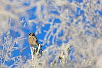 Hawk Owl perched in frost (Surnia ulula) Finland