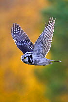 Hawk Owl flying (Surnia ulula) Finland