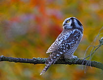 Hawk Owl (Surnia ulula) with head facing backwards, Finland