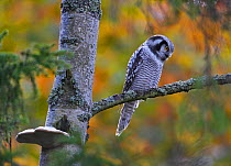 Hawk Owl (Surnia ulula) perched in autumn with bracket fungus on tree trunk, Finland