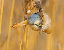 Bearded Tit (Panurus biarmicus) female amongst reeds collecting seeds, Finland