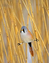 Bearded Tit (Panurus biarmicus) male amongst reeds with legs 'doing the splits', Finland. Ringed