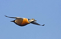 Stellers Eider duck (Polysticta stelleri) male flying, Norway