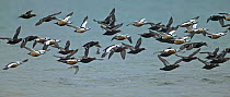 Flock of Stellers Eider duck (Polysticta stelleri) flying, Norway