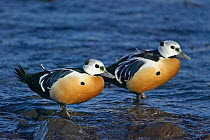 Stellers Eider duck (Polysticta stelleri) two males, Norway