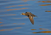 Stellers Eider duck (Polysticta stelleri) female flying, Norway
