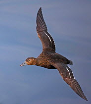 Stellers Eider duck (Polysticta stelleri) female flying, Norway