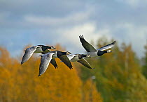 Four Barnacle Geese flying (Branta leucopsis) Finland