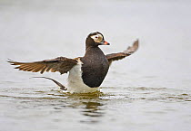 Long-tailed duck (Clangula hyemalis) male stretching wings, Iceland