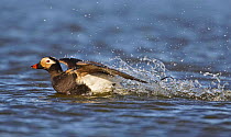 Long-tailed duck (Clangula hyemalis) male taking off from water, Iceland