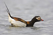 Long-tailed duck (Clangula hyemalis) male leaning forward in water, Iceland