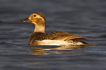 Long-tailed duck (Clangula hyemalis) female,  Iceland