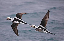 Long-tailed ducks (Clangula hyemalis) males flying over water, Iceland