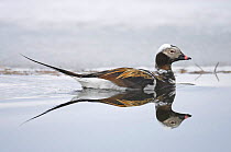 Long-tailed duck (Clangula hyemalis) male, Norway