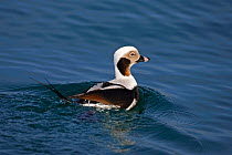 Long-tailed duck (Clangula hyemalis) male on water, Norway