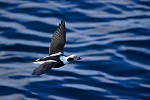 Long-tailed duck (Clangula hyemalis) male flying over water, Norway