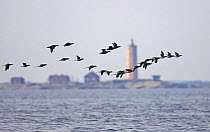 Flock of Long-tailed ducks flying (Clangula hyemalis) Finland