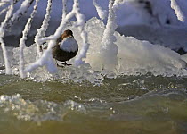 Dipper {Cinclus cinclus} at frozen stream, Finland