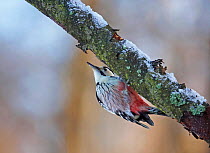 White-backed woodpecker {Dendrocopos leucotos} Finland