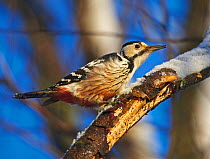 White-backed woodpecker {Dendrocopos leucotos} Finland