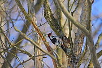 White-backed woodpecker {Dendrocopos leucotos} in tree, Finland