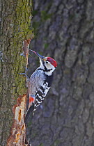White-backed woodpecker {Dendrocopos leucotos} removing bark and searching for insects on tree trunk, note tongue extended, Finland