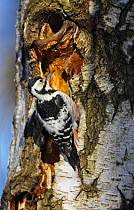 White-backed woodpecker {Dendrocopos leucotos} searching for insects on tree trunk, Finland