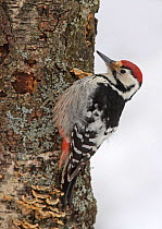 White-backed woodpecker {Dendrocopos leucotos} on tree trunk, Finland