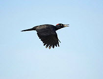 Black Woodpecker (Dryocopus martius) flying, Finland