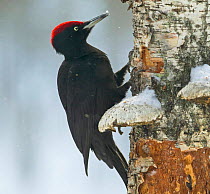 Black Woodpecker (Dryocopus martius) searching for food on Birch tree trunk in snow, bracket fungus (Piptoperus betulinus) indicates tree is dead / dying, Finland