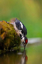 Great spotted Woodpecker, juvenile reaching down to water to drink (Dendrocopus major) Hungary