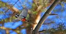 Great spotted Woodpecker (Dendrocopus major) flying with pine cone in beak, Finland