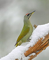 Grey-headed / Grey-faced woodpecker {Picus canus} on snow covered branch, Anjalankoski, Finland.