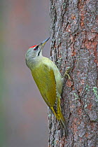 Grey-headed / Grey-faced woodpecker {Picus canus} Heinola, Finland.