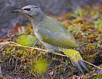 Grey-headed / Grey-faced woodpecker {Picus canus} Pernaja, Finland.