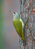 Grey-headed / Grey-faced woodpecker {Picus canus} looking round from tree trunk, Heinola, Finland.