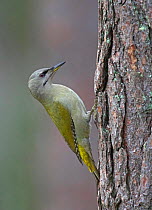 Grey-headed / Grey-faced woodpecker {Picus canus} profile on tree trunk, Heinola, Finland.