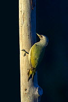 Grey-headed / Greyf-faced woodpecker {Picus canus} perching on wooden pole, Heinola, Finland.