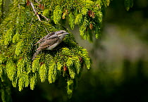 European wryneck {Jynx torquilla} hanging on tree, Latvia.