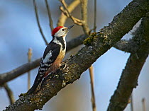 Middle Spotted Woodpecker {Dendrocopus medius}  on branch, Latvia.