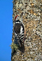 Middle Spotted Woodpecker {Dendrocopus medius} profile on tree trunk, Latvia.