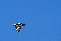 Middle Spotted Woodpecker {Dendrocopus medius} in flight, Latvia.